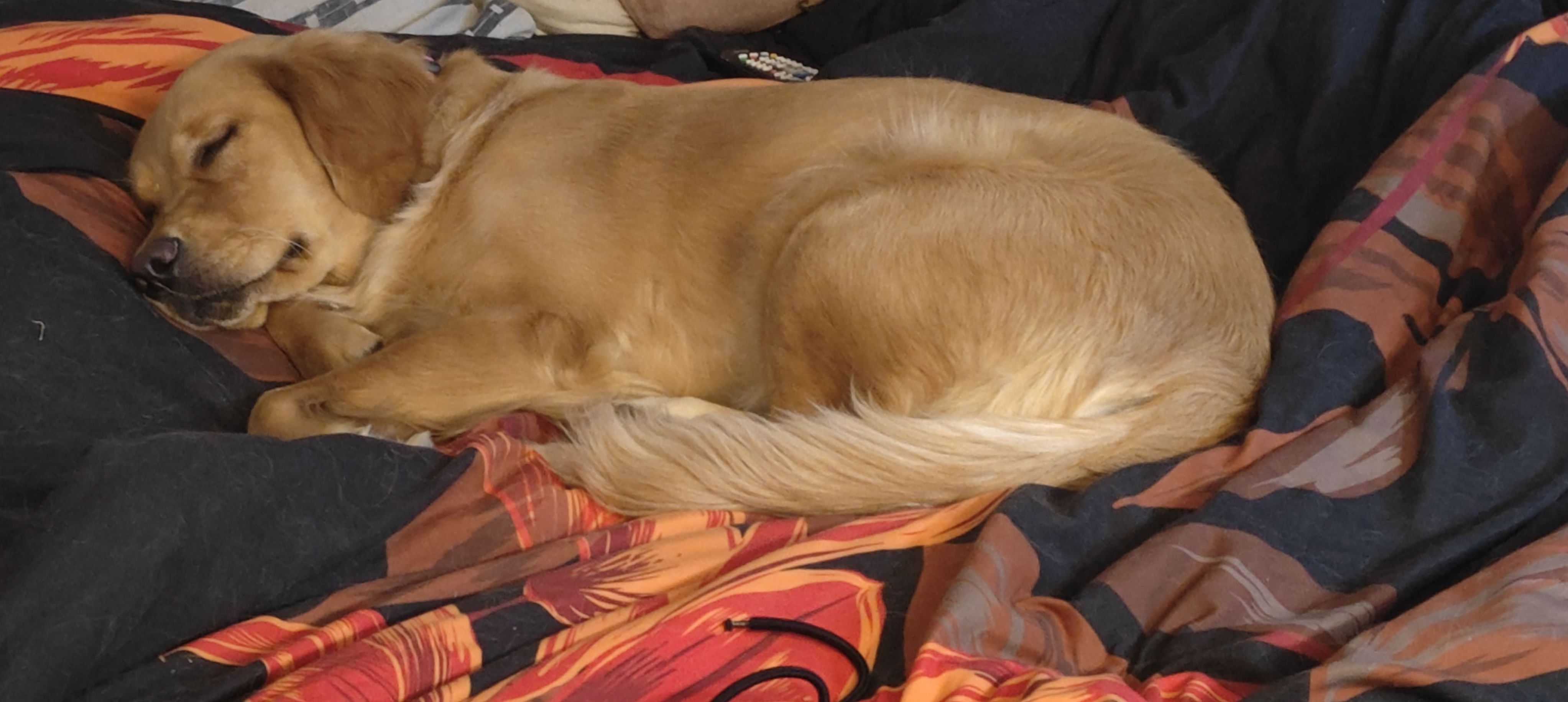 A comfy golden retriever sleeping like a baby