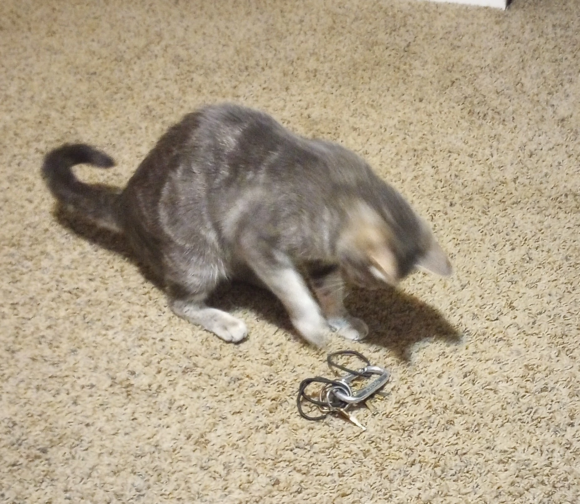 grey tabby cat playing with keys